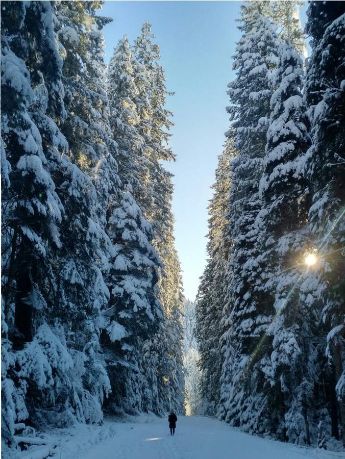 Packwood Ski & Vacation Getaway المظهر الخارجي الصورة